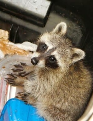 Wildlife Trapping